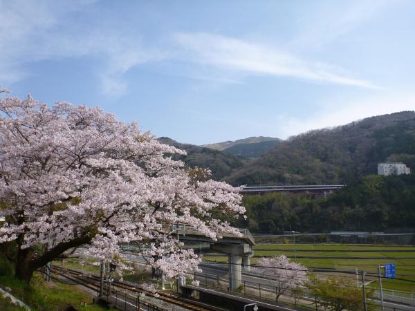 桜咲く！中央奥が大野山