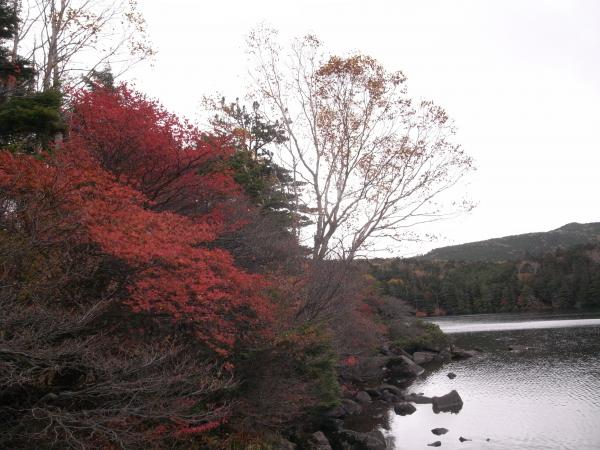 終わりかけの紅葉。曇り空だと、池もさみしい色ですね。