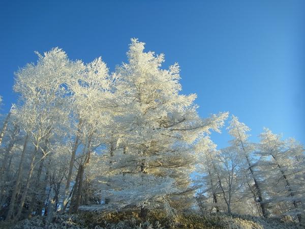 樹氷と青空