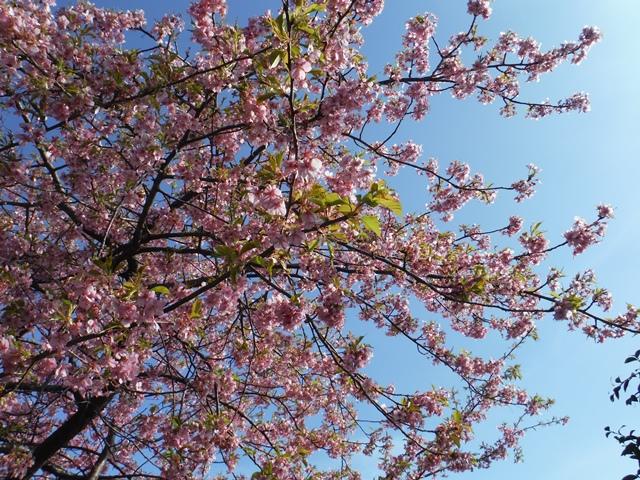 桜がきれいだわ。河津？