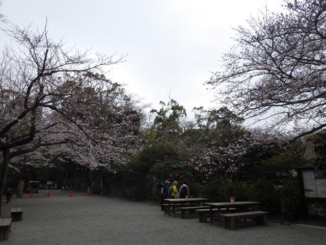 葛原岡神社に到着！桜がキレイです。縁結びだそうです。
