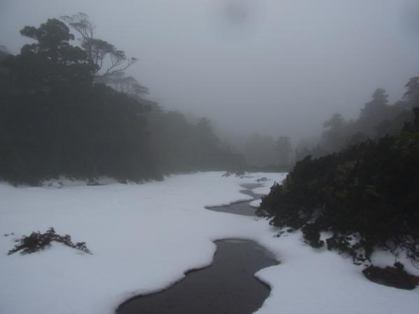 小花之江河。雨ですが美しい。