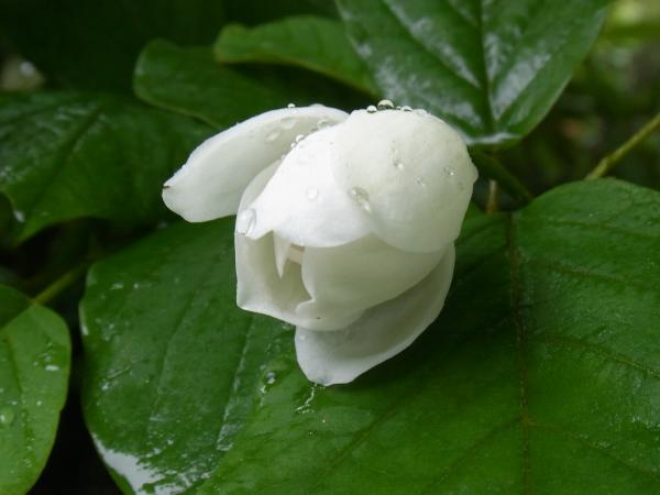 オオヤマレンゲ