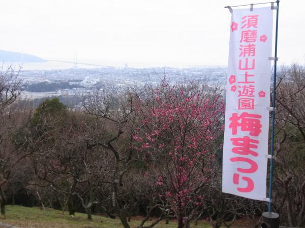 須磨浦山上遊園は梅まつり