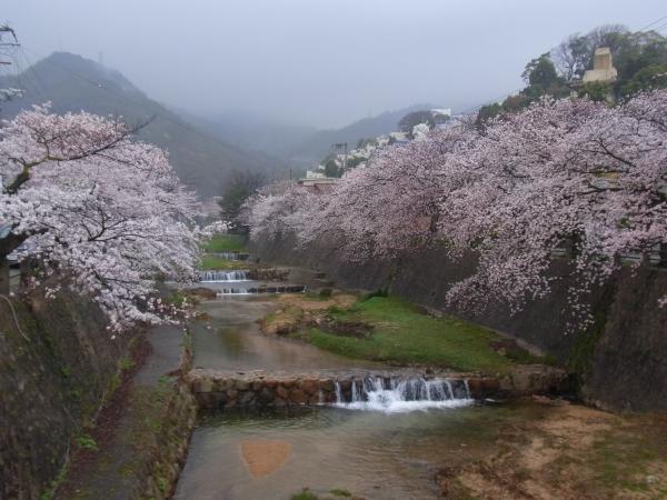 芦屋川の桜は見頃です
