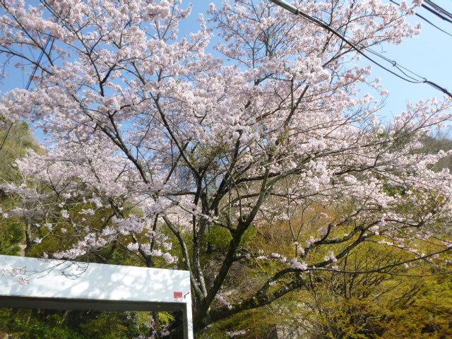 登山口近くも桜満開