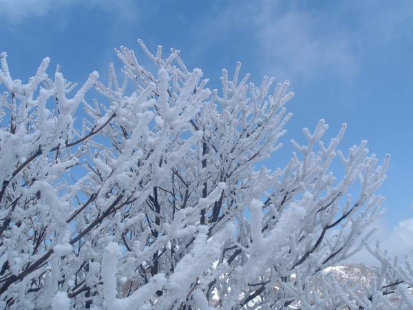 樹氷！間に合ったー。