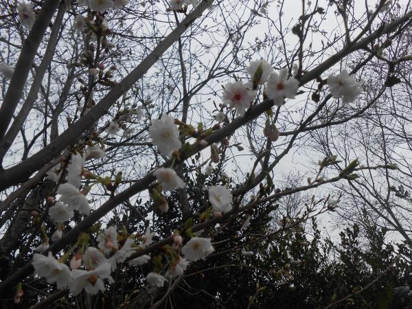 里は春の便りです。