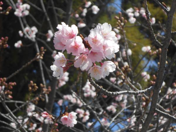 咲き出したばかり。