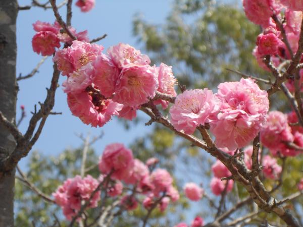 幾重もの花びらが濃いピンク色を浮かべます。