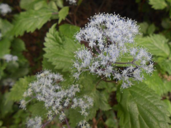 線香花火みたいです。