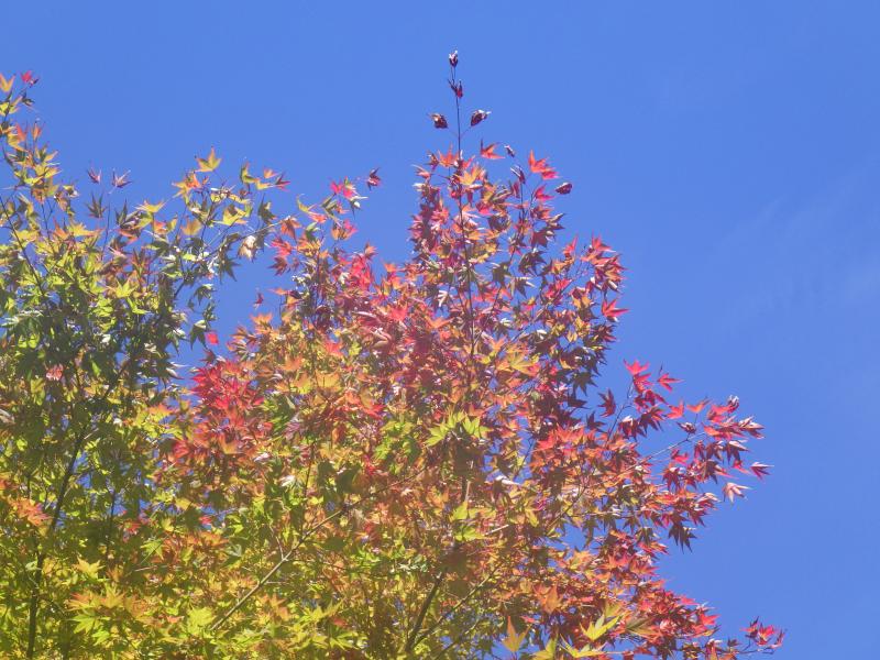 山頂の木々がほんのすこし色付いていました。