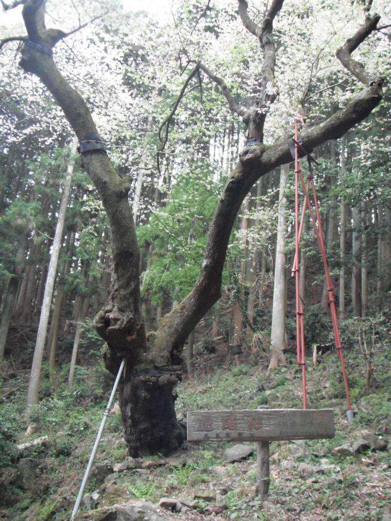 樹齢600年、虎尾桜。