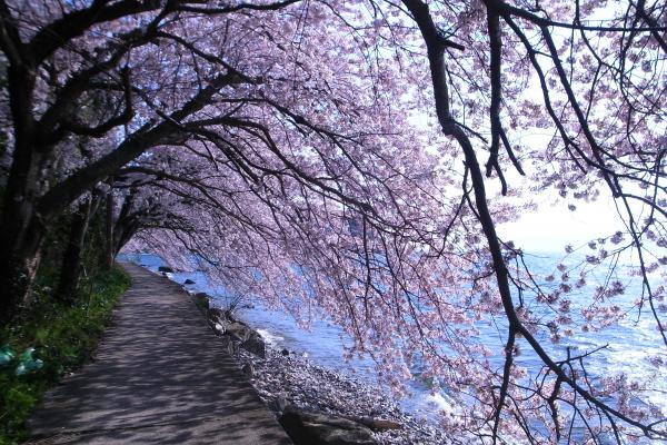 湖面に広がるしだれ桜