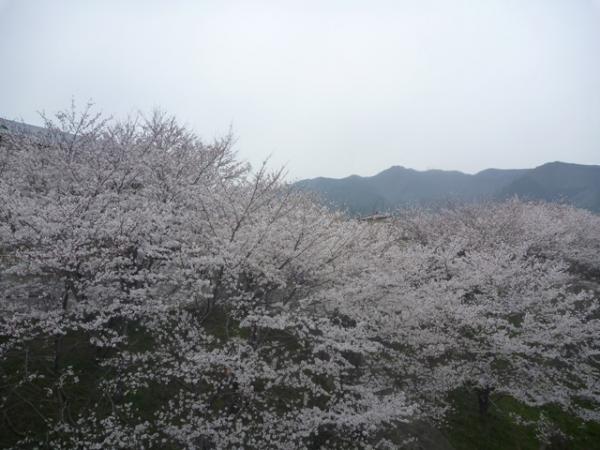 登山口付近は桜満開でした