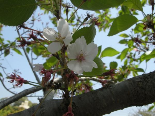 葉桜。春ももう終わりですね。この日の気温なんと２７℃。