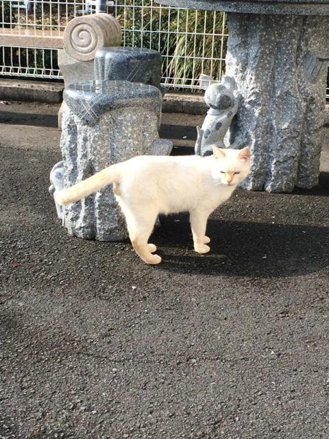 日和佐ねこ。オス。白い。カニが好き。