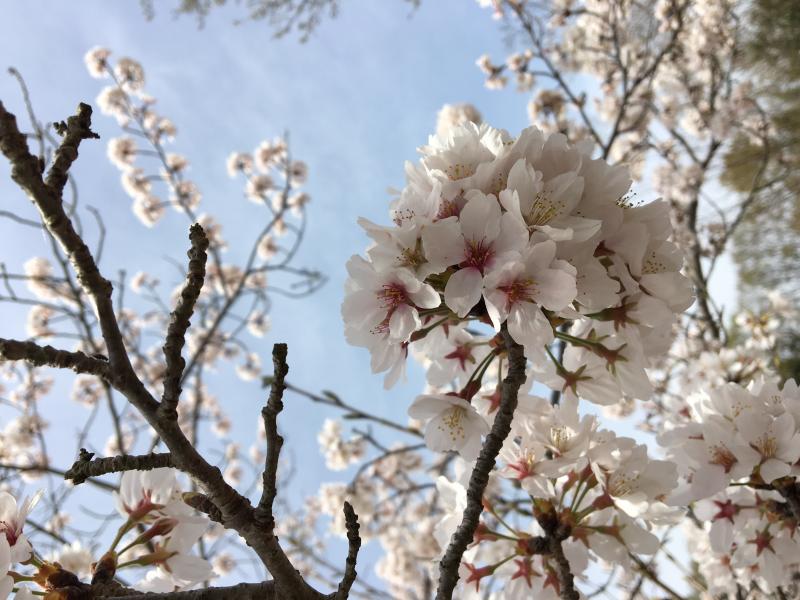 満開の桜。