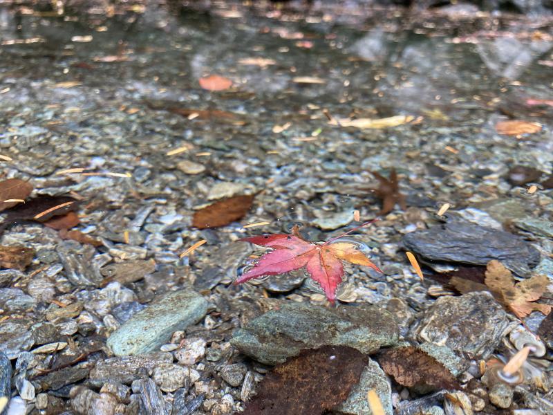 紅葉と澄んだ水。