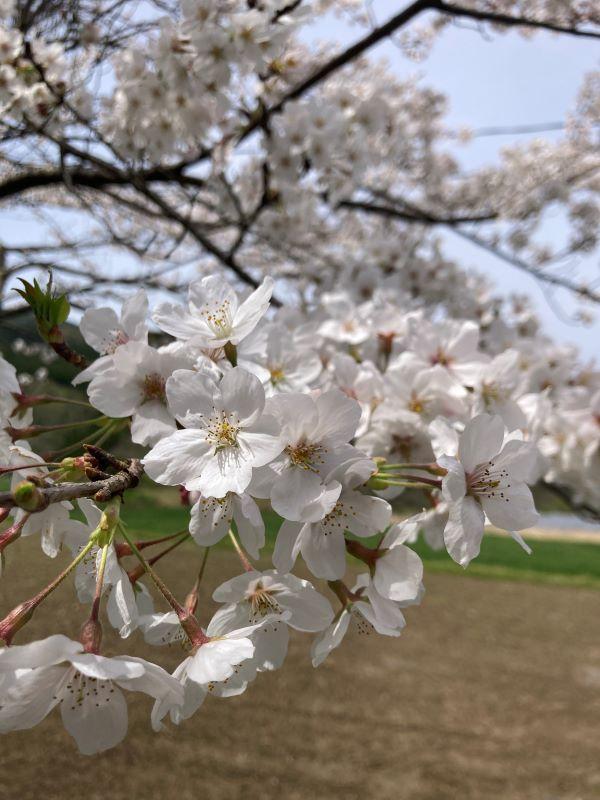 満開の桜。春ですねぇ。