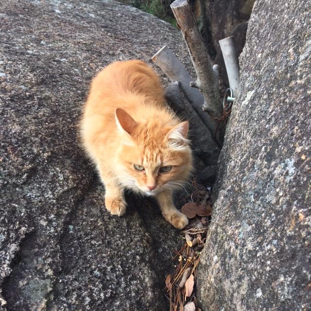 抜けると猫太さんが迎えてくれます。