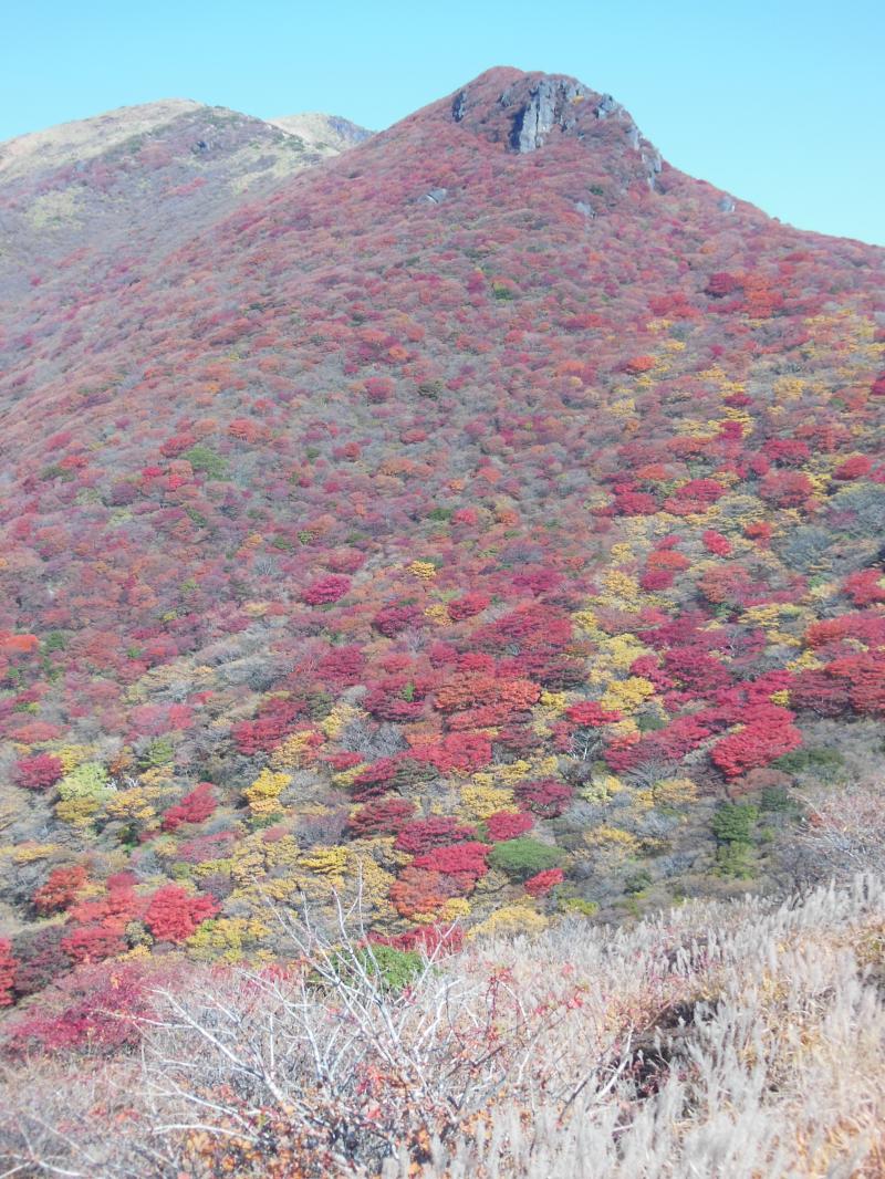 すごか～！星生山の紅葉です。