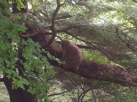 野生のサルに遭遇しました！