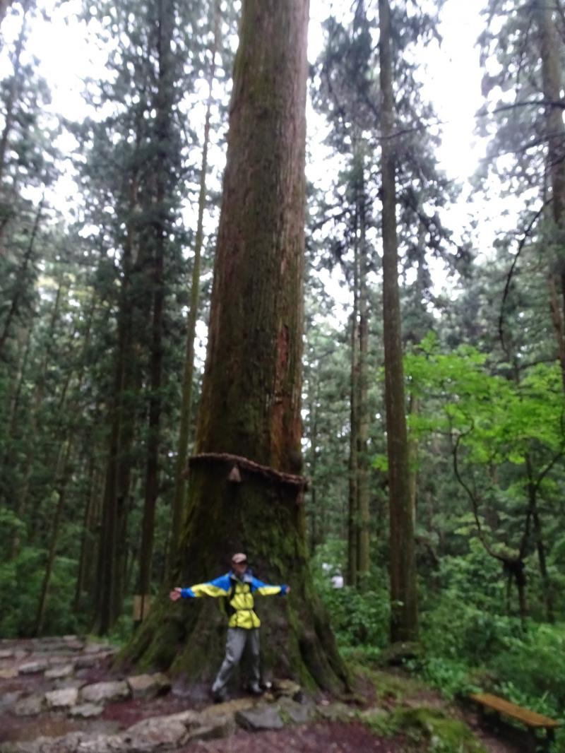 行きには下を見ていたので気が付かなぅた、こんな巨木を！