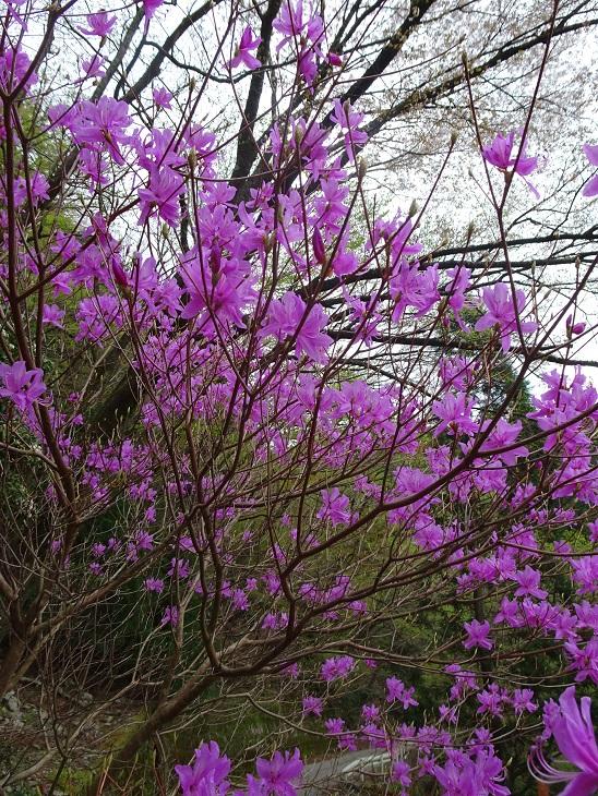 アカヤシオもきれいに咲いています