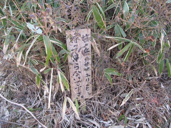 花の時期にもう一度来よう