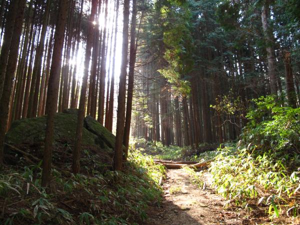 植林と雑木林が混じる