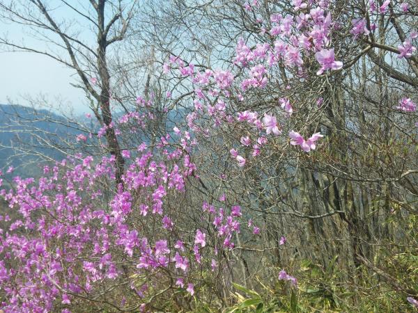 右がアケボノツツジ、左がミツバツツジ。写真では分かりにくいかもしれませんが、薄ピンク色がアケボノツツジ、紫がかっているのがミツバツツジです。