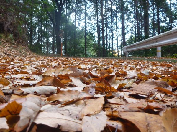 落ち葉がびっしりで、歩くとサクサク気持ちが良いです♪