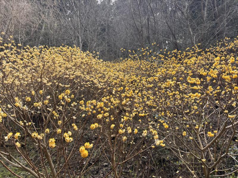 ミツマタ　最高のタイミングでした