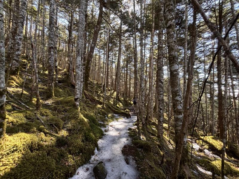 苔と雪のコントラストがキレイな道が続きます