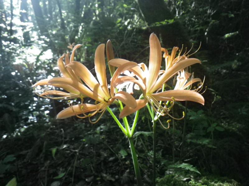 オオキツネノカミソリです