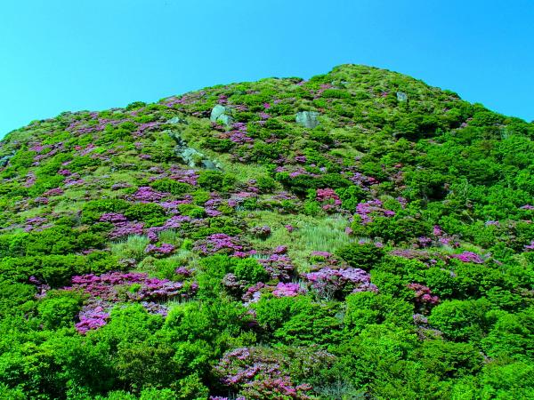 ミヤマキリシマの群