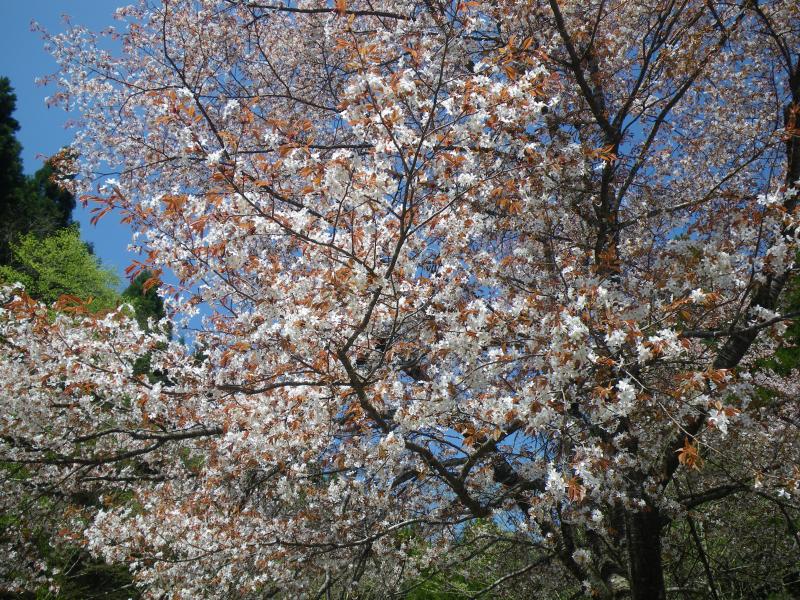広河原バス停から峠に向かって、まだ桜が咲いています。