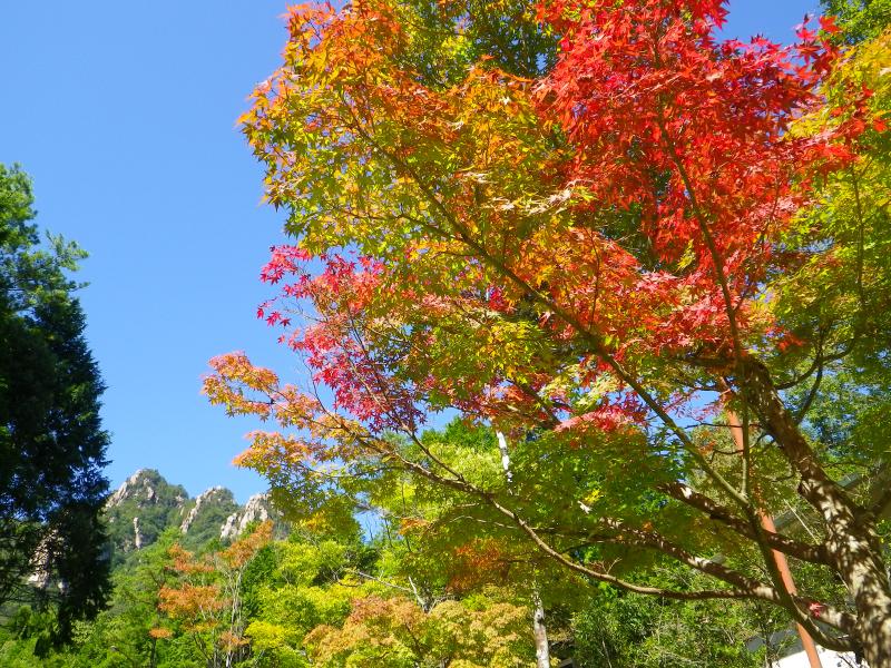 三倉岳と紅葉。