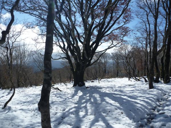 武奈ヶ岳の山名の由来にもなった、立派なブナの木。風も心地良く、あ～気持ちィ！２