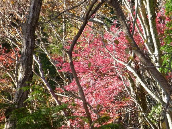下の方はまだ紅葉も綺麗でした。このあと、無事下山を迎えます。お疲れ様でした。