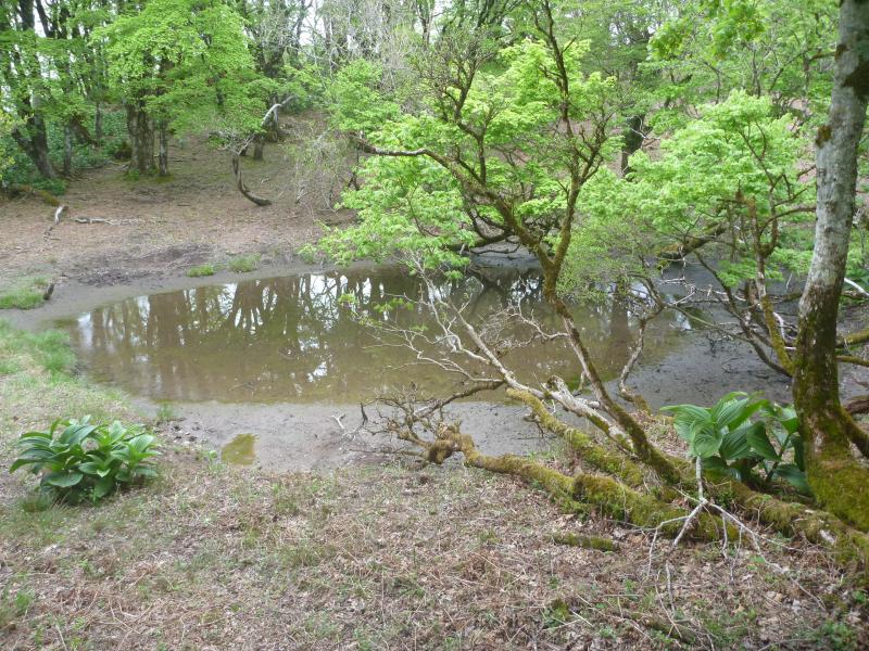 こちらは元池。これらの池がいくつか点在していることから、御池岳の名が付いたそうです。なお、池の付近は踏み跡がやや薄いです。