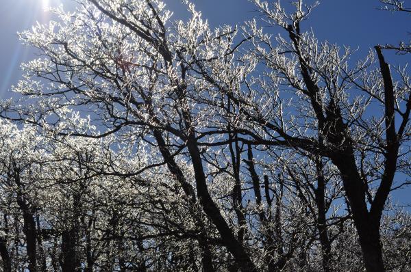 空がキラキラ！枝についた氷が太陽の光を受けて輝いています