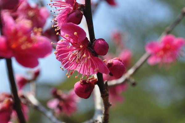 洞川梅林の梅はほとんどつぼみですが、1本だけきれいに咲いている木がありました