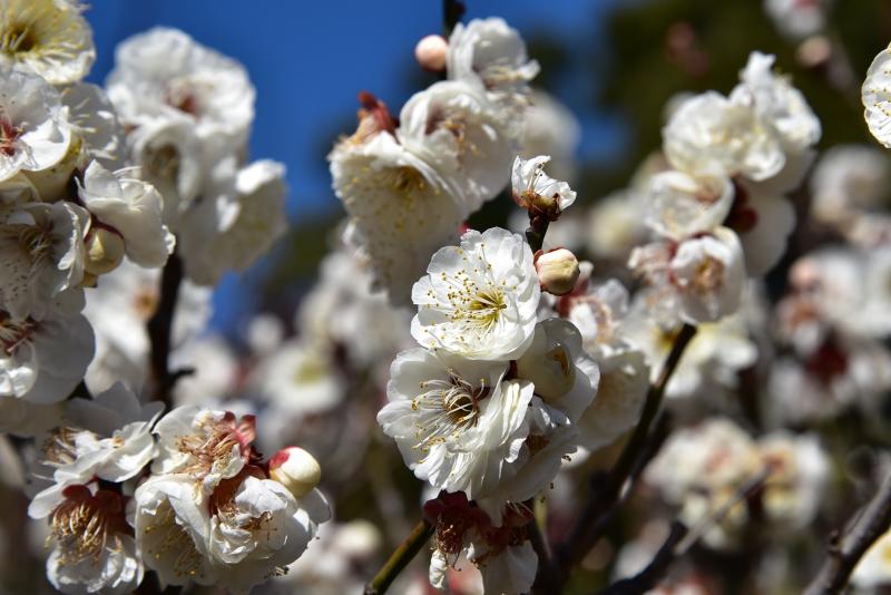 須磨離宮公園・植物園の梅園でお花見。満開の梅もあれば、まだこれから咲く梅もあります。
