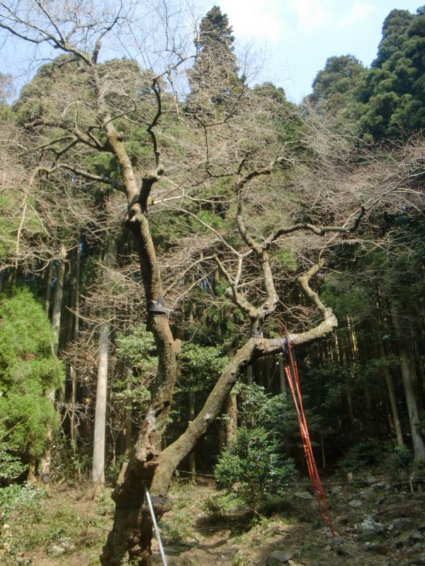 県下最大のエドヒガンザクラ『虎尾桜』