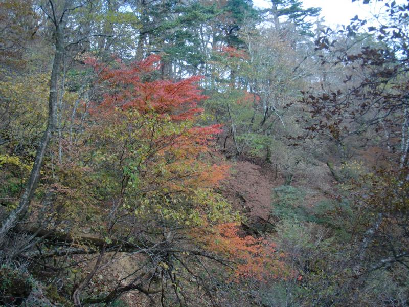 紅葉はまだ全然の木もあれば、もう散っている木もあり…今シーズンの見頃はまだなのか？