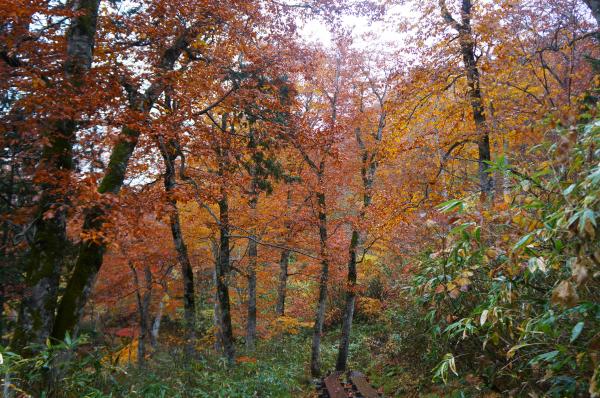 鳩待峠から山の鼻までは紅葉が残っていました。