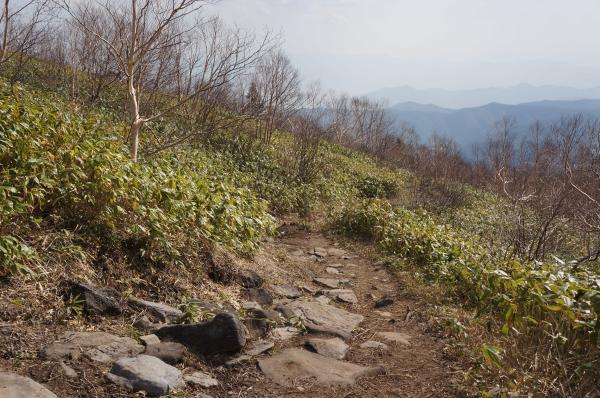 根子岳の下山道はこのような道がずっと続きます。歩きやすいのですぐ下山です☆