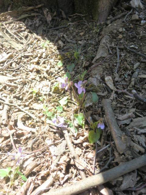 小さい花もふみません